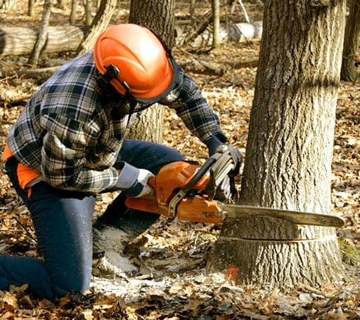 Tree Removal in Rosalia, KS